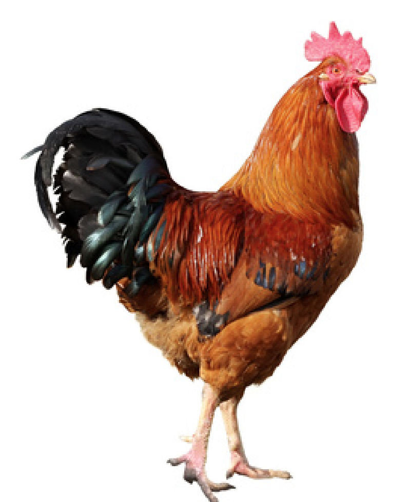 Appli Gestion de Poulailler